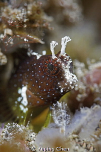 Blenny/Lembeh strait,Indonesia, Canon 5D MarkIV, 100mm Le... by Yuping Chen 